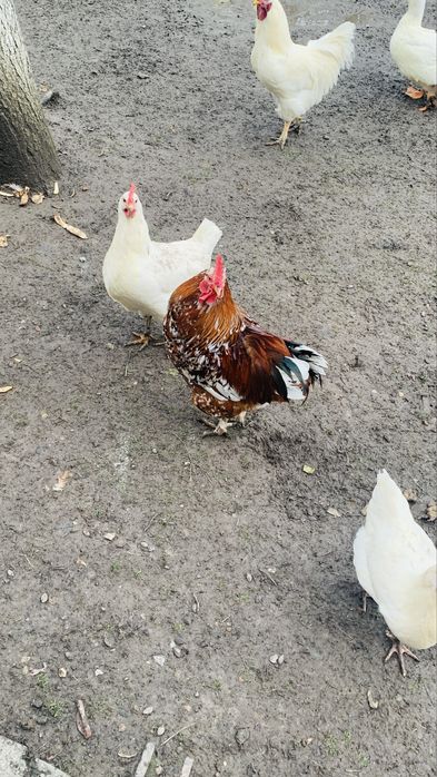 Vand Cocoși si Rațe