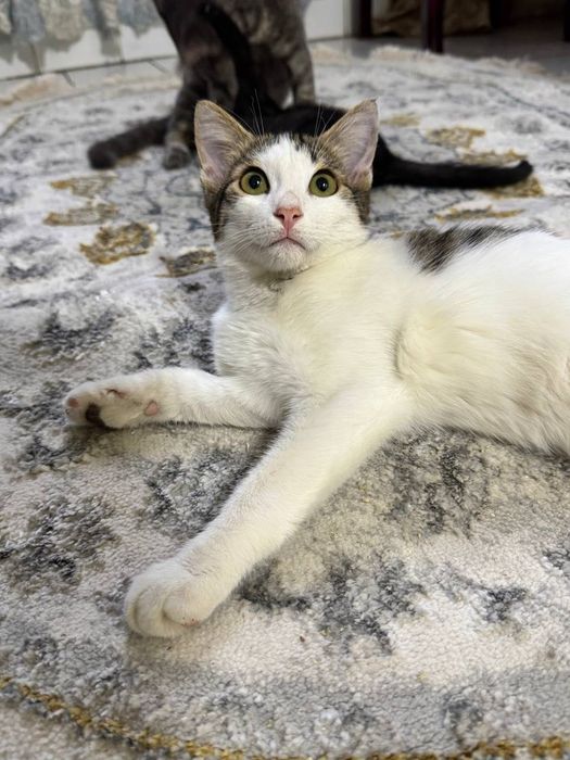 Котёнок бесплатно даром
