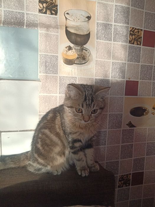 Отдам в хорошие руки котят