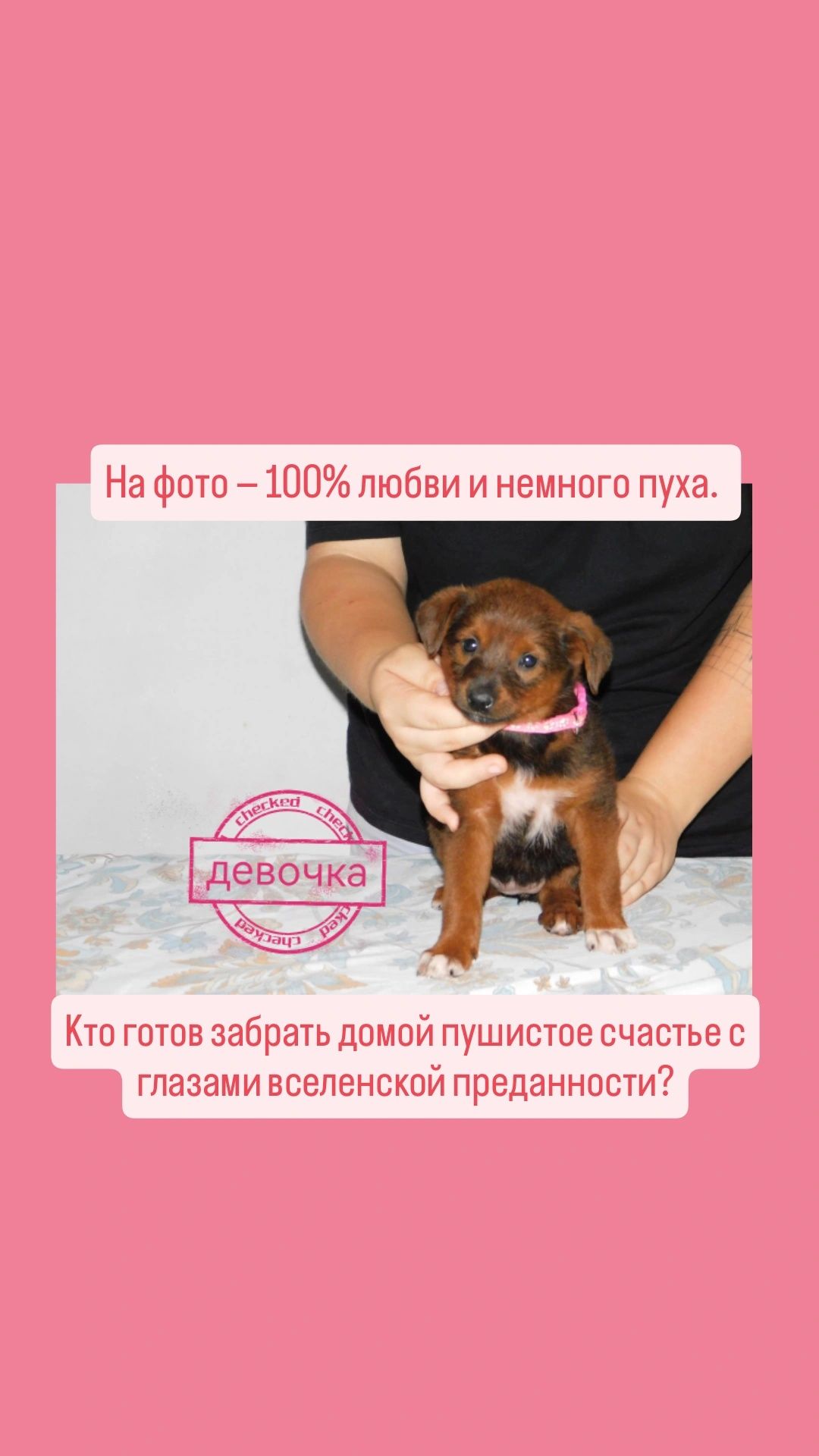 Щенок помесь овчарка ищет дом