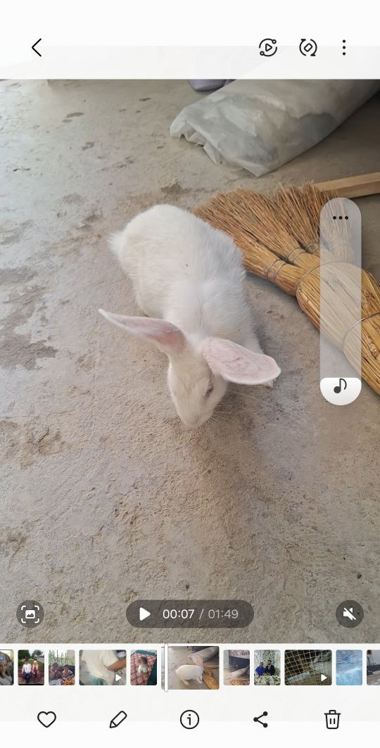 Quyon sotiladi yoza emlagan