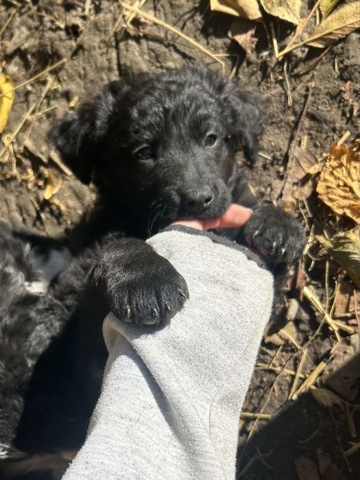 Căutăm stăpâni iubitori