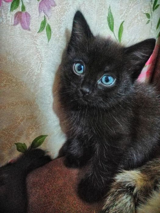Отдам котят в хорошие руки