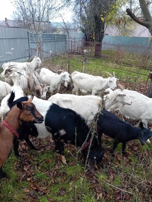 Capre sannen gestante