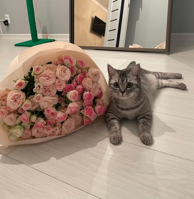 Отдам породистую кошку в хорошие руки