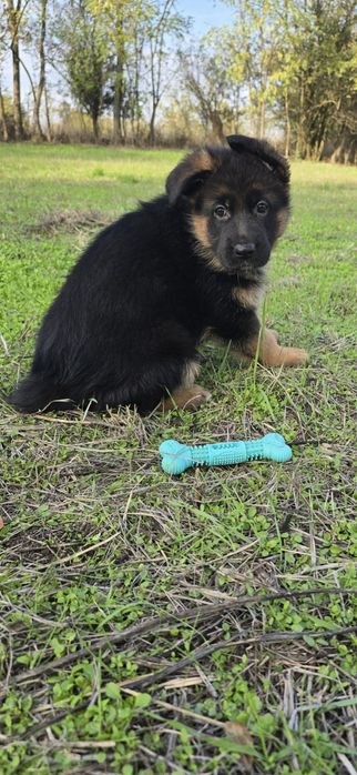 Чистокръвни немски овчарки