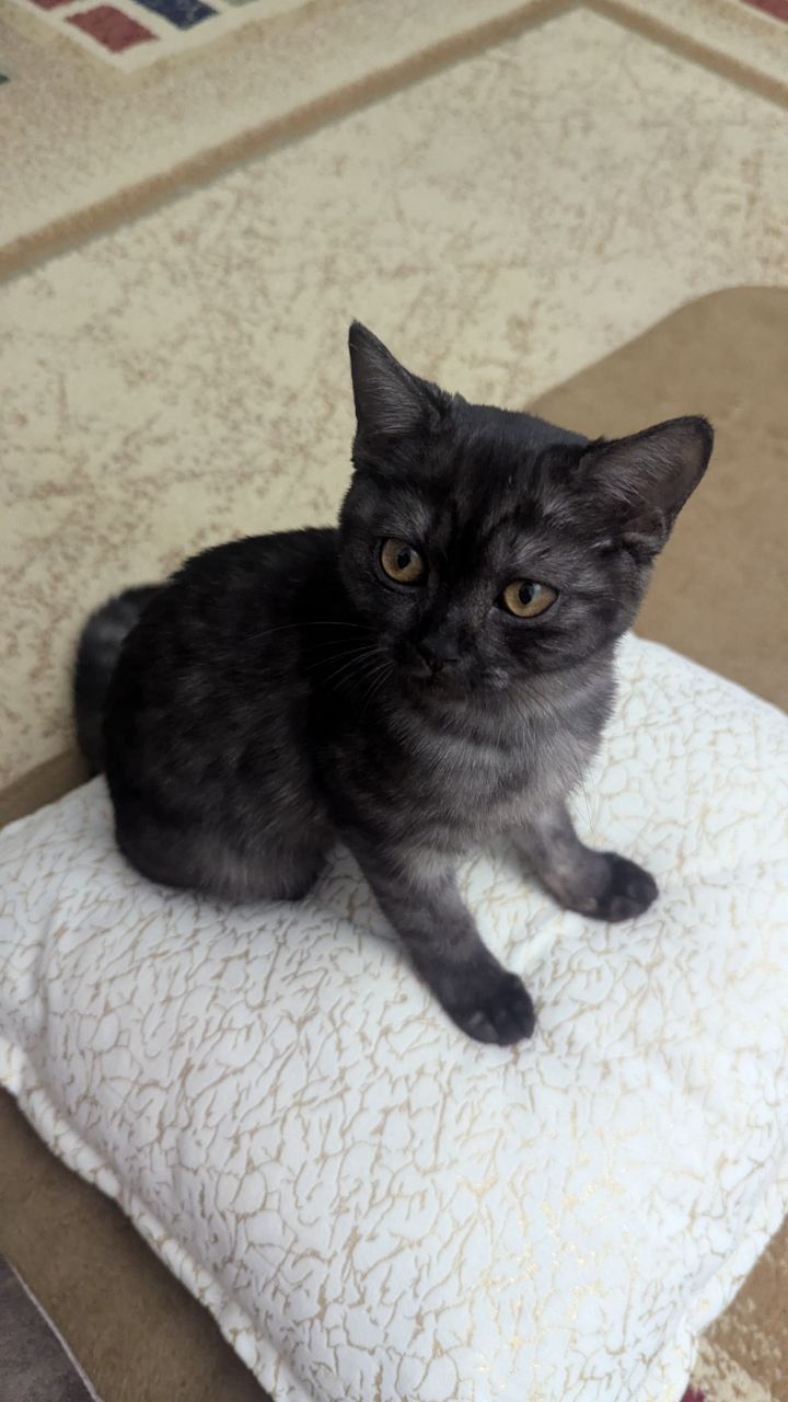 Котёнок  бесплатно