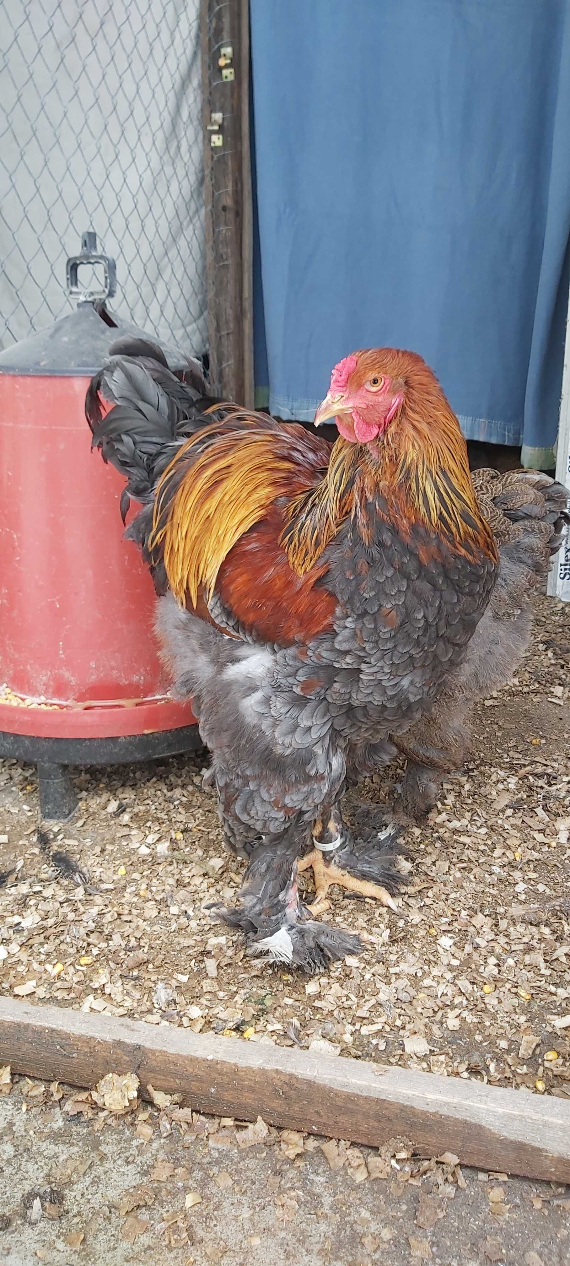 Oua Australorp Brahma Araucana Lakenvelder Mătase Wyandotte La fleche