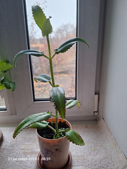 Продам цветок Каланхоэ