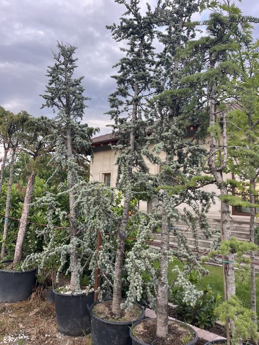 Plante ornamentale pentru gradina