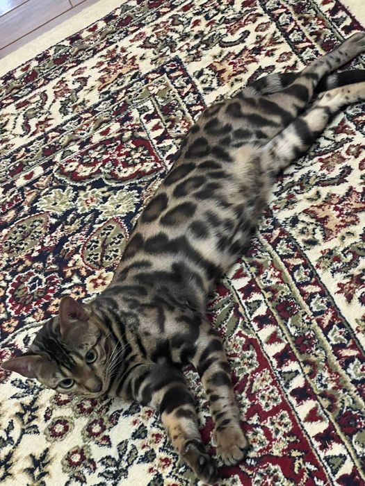 Бенгальская кошка