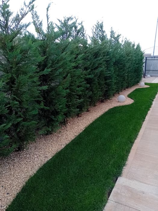 Vând chiparos leylandi diferite dimensiuni