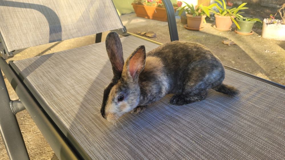 Vând iepurasi rex și cap de leu