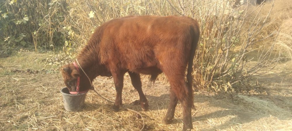 Boqiladigan Buqqala sotiladi