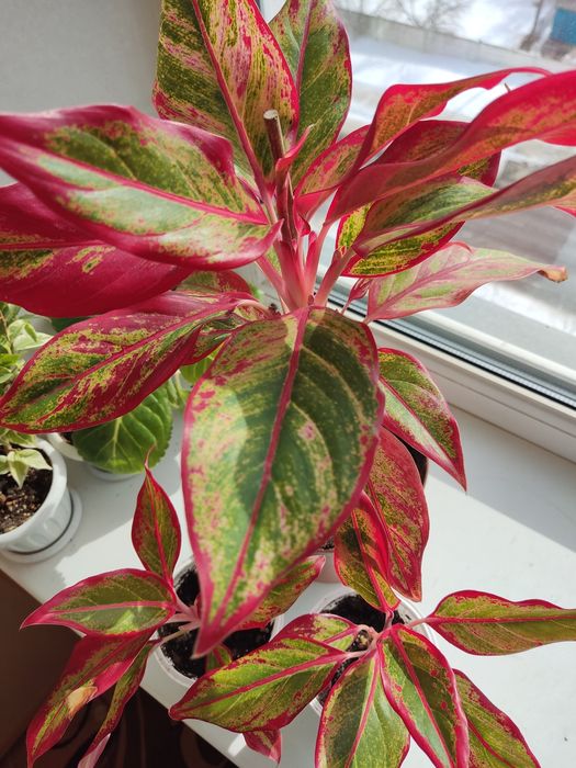 Комнатный цветок аглонеома