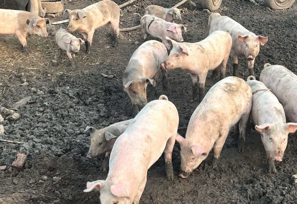 Продавам прасенца