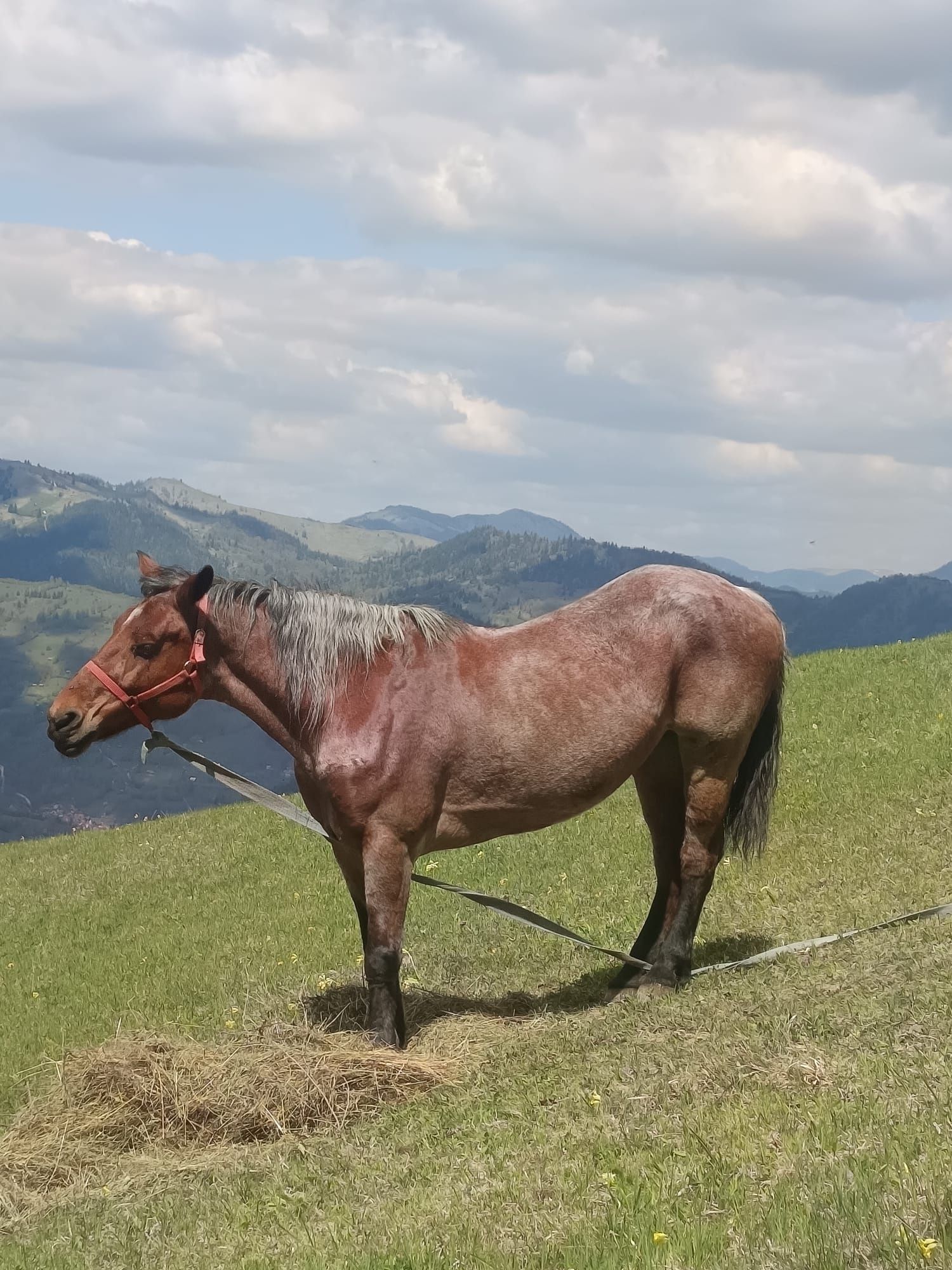 Vânzare cal talie medie