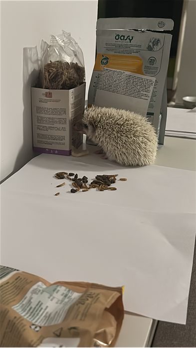 Arici african 2 luni culoare alba