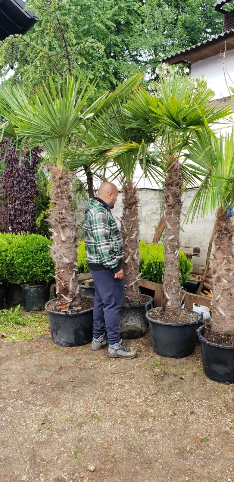 Vând palmieri cycas, humillis, Phoenix, rubellini fortunei