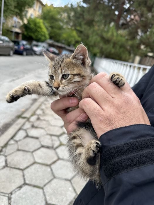 Подарявам женско коте
