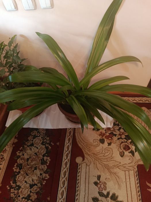 Тувак гул сотилади