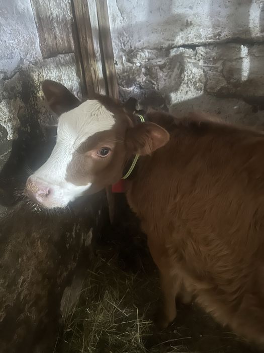 Vand doue vitele intarcate una angus si baltata