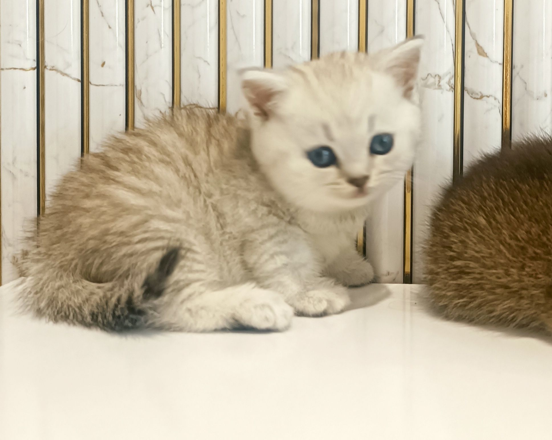 Серебристая шиншилла