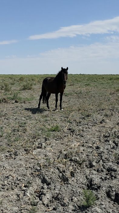 Көшім Айғыр сатылады.