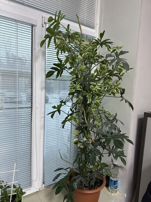 Декоративные цветы