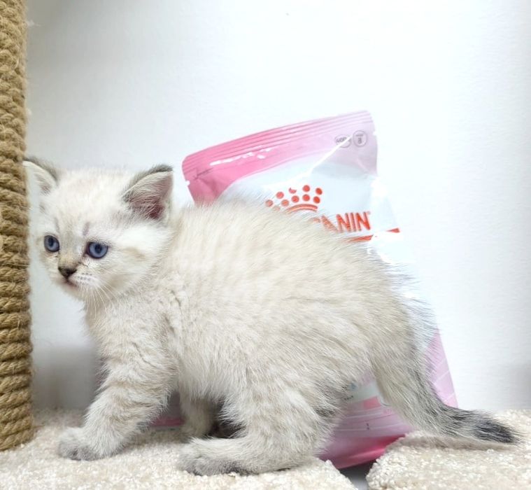 Котята шотландскиеПряМоуХие