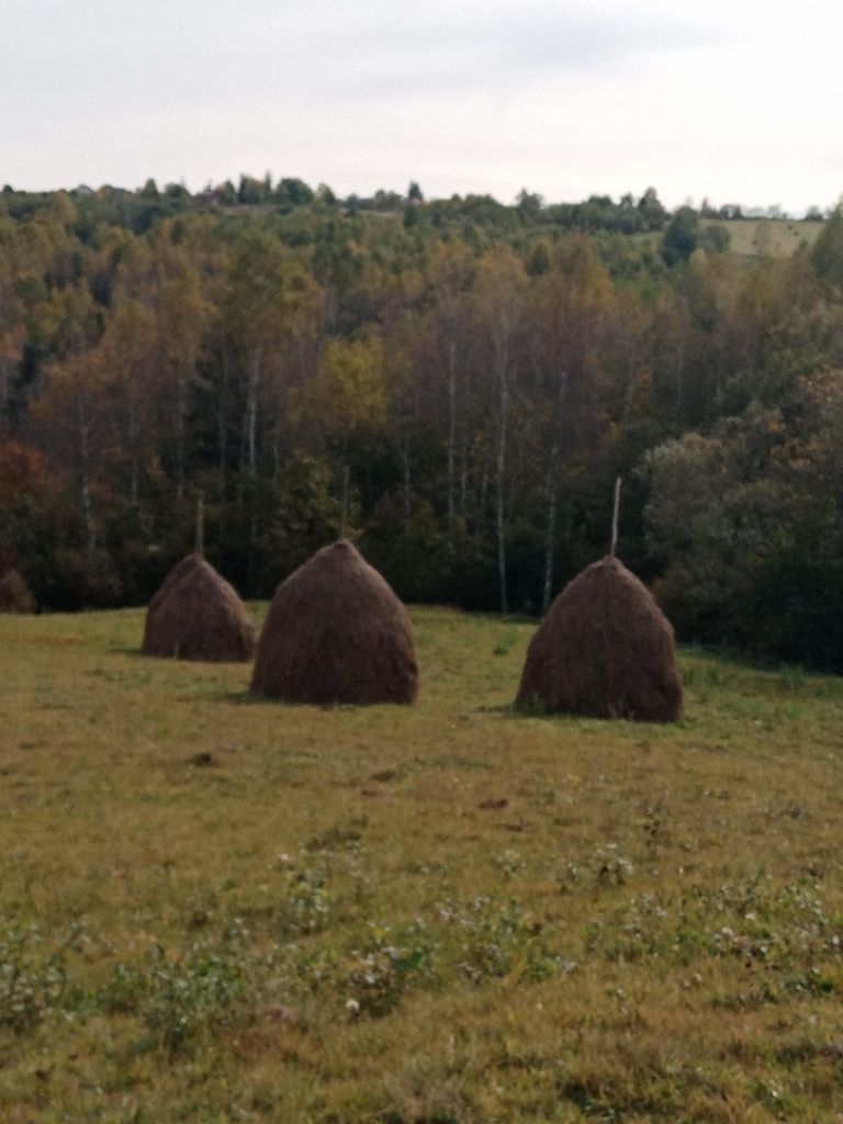 Vănd făn de anul acesta