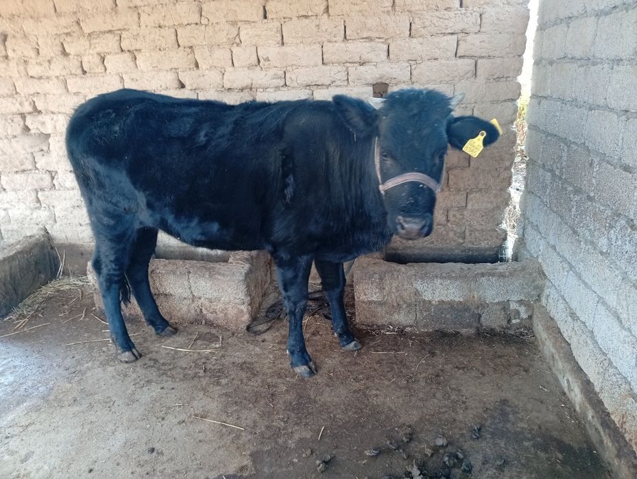 Gʻunajin tugʻmagan 2 yosh.