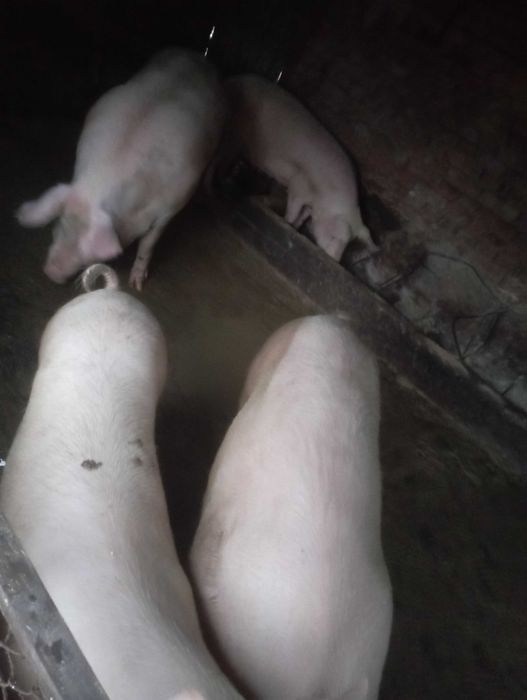 Продавам прасета