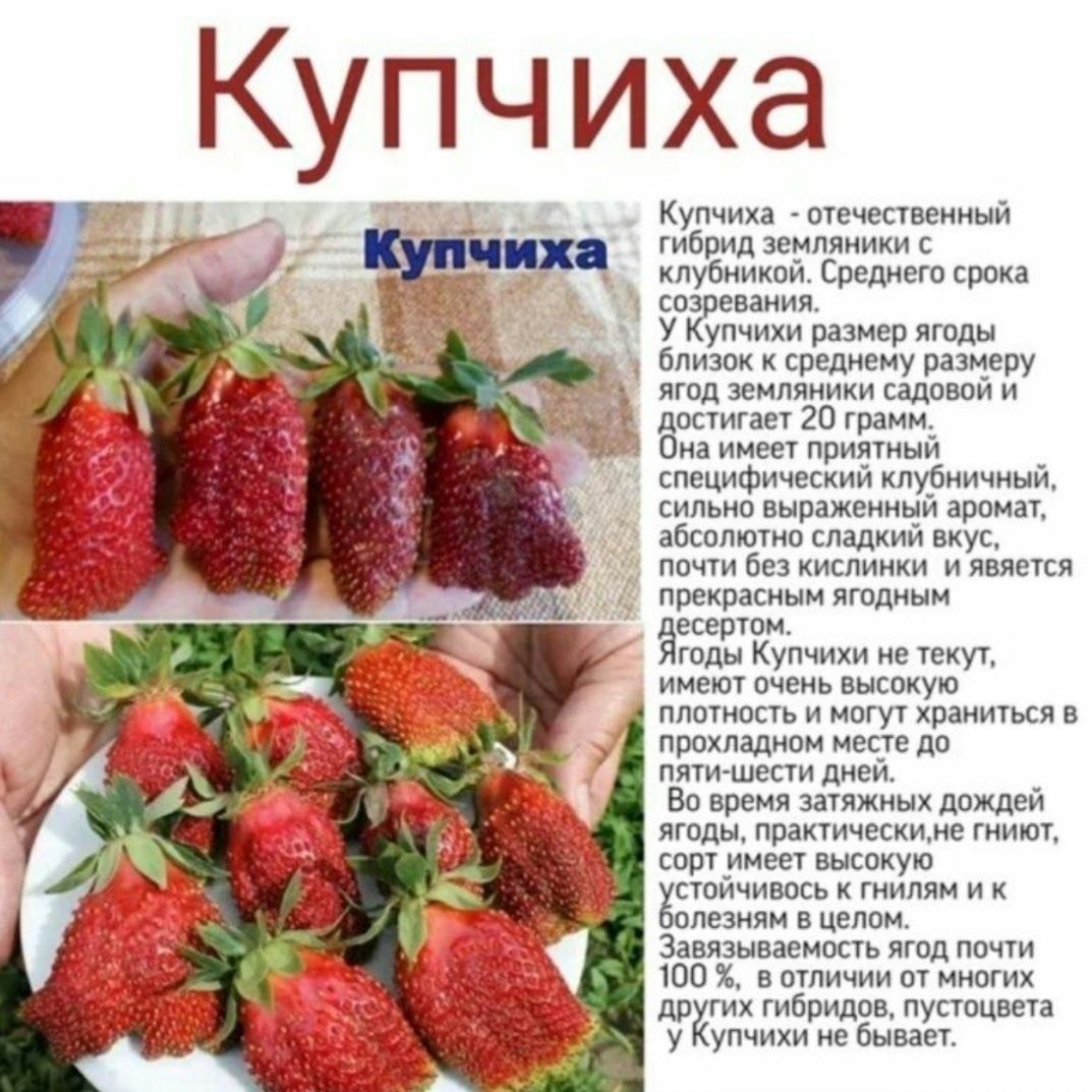 Саженцы клубники Купчиха.