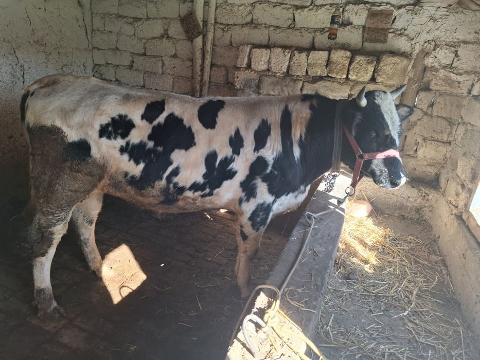 Srochno novos sotiladi yeb ichishiga javob 26 mln kami bor ozroq.