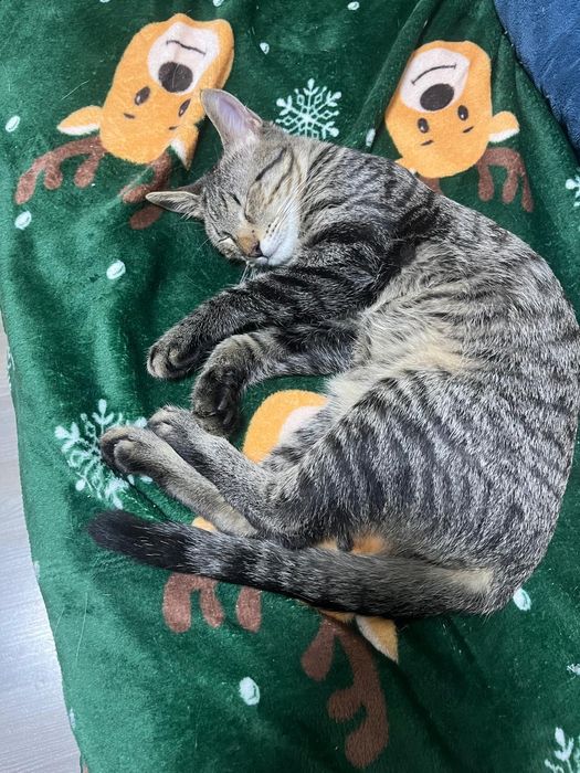 Pui de pisica spre adoptie