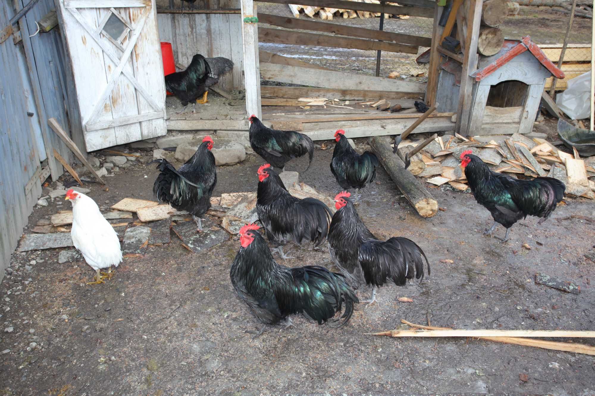 Cocosi australorp pe negru si albastru