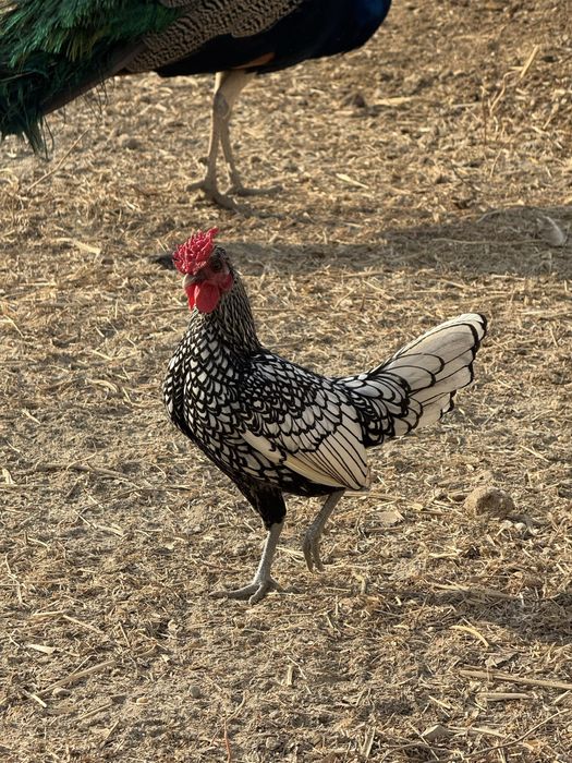 Zotdor tovuqlar va Tovuslar sotiladi