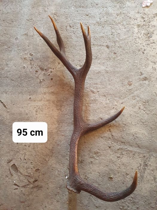 Coarne de cerb românești