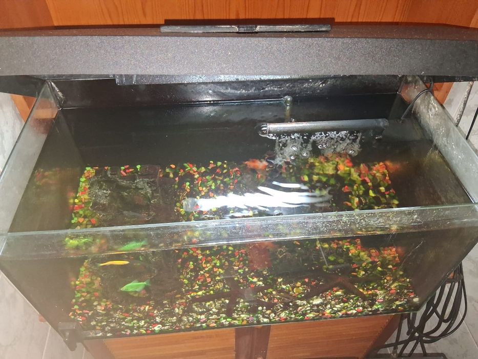 Vând  acvariu  cu pești