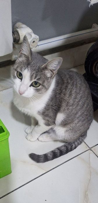 Пристраивается кошка