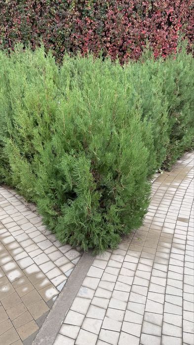 Елка туя кубанская