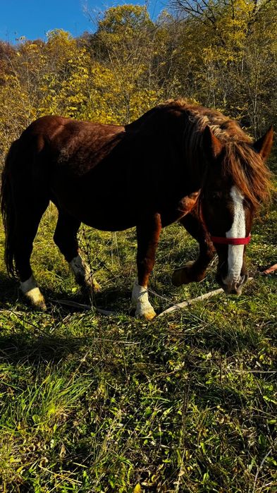 Vând cal castrat bun de ham mai multe detalii la tel