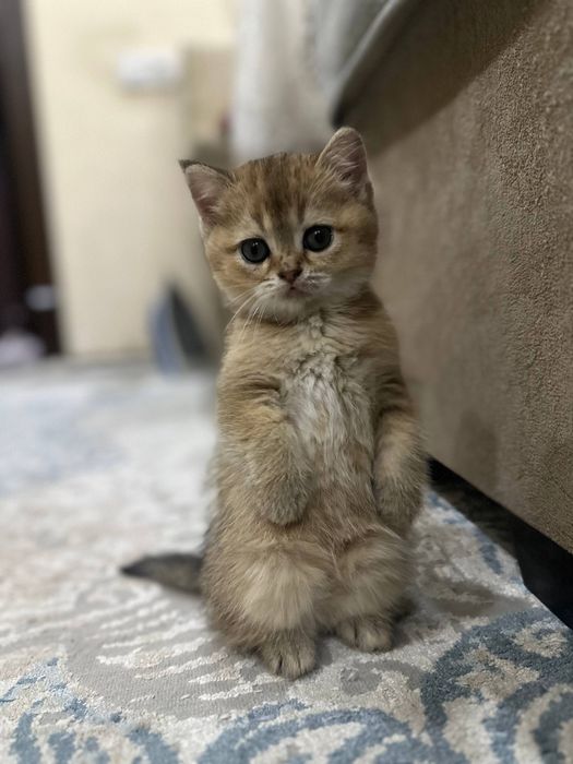 Котята. Британская шиншилла 4 шт