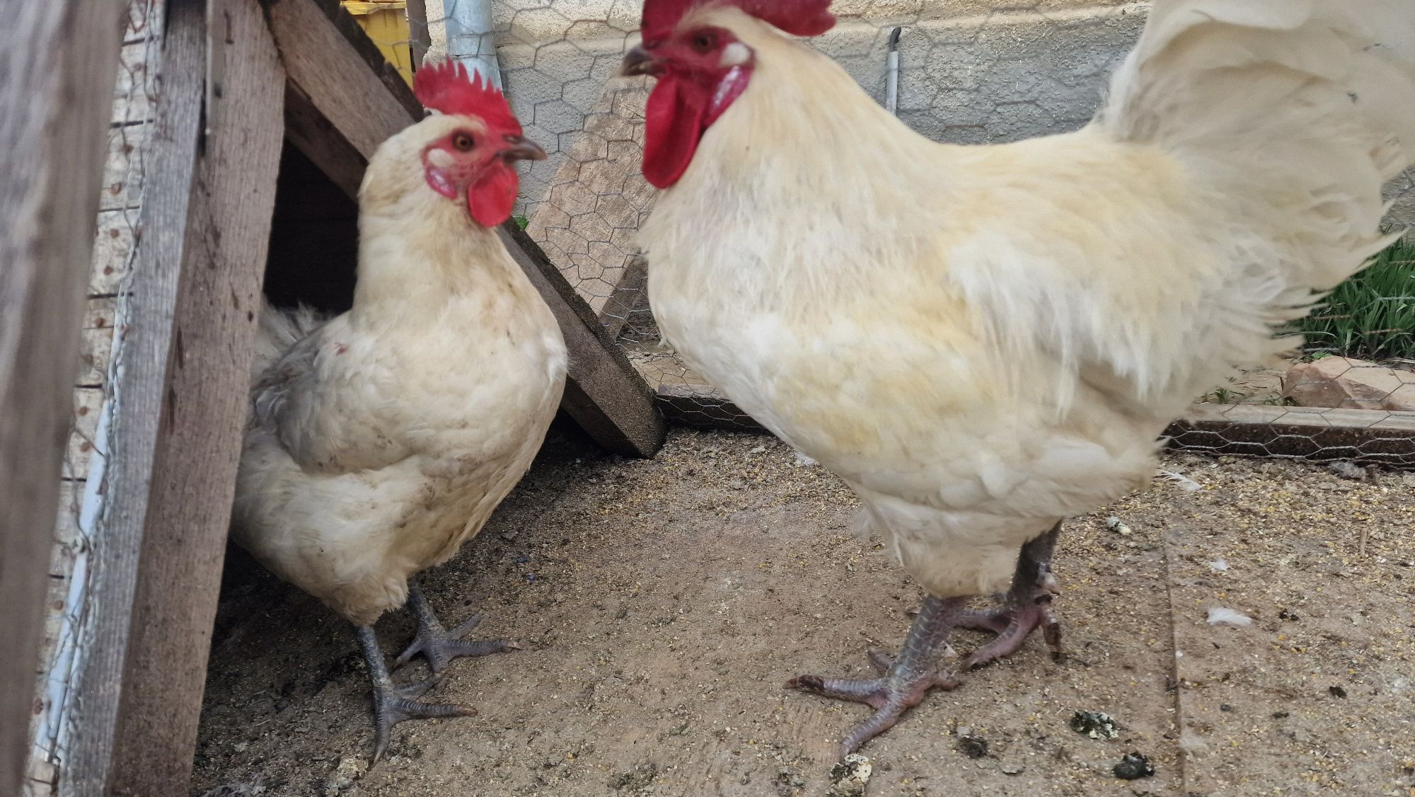 8 pui Ameraucana