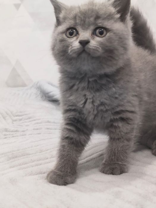 Продам британскую девочку