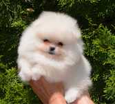 Fetita pomeranian mini/toy!