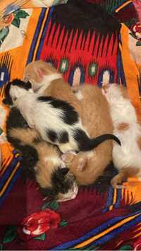 Котёнки новорожденные