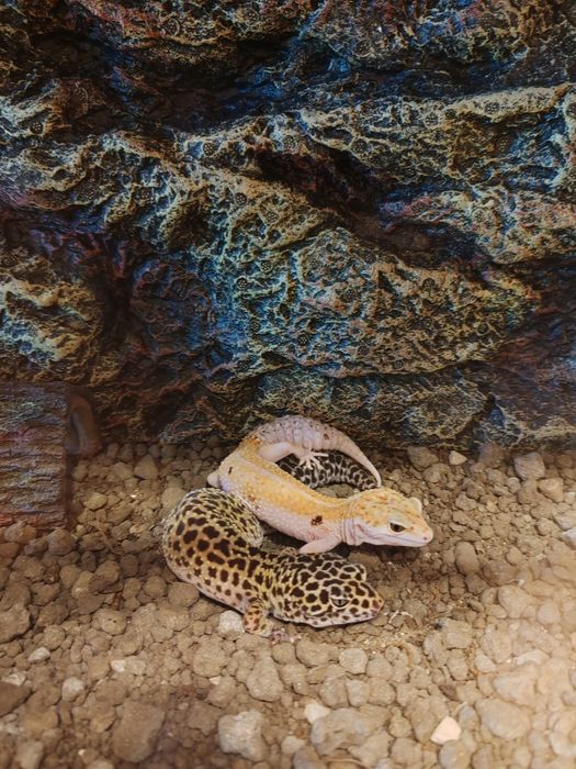 Șopârle Geko Leopard.