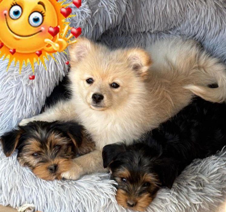 Йоркширский терьер